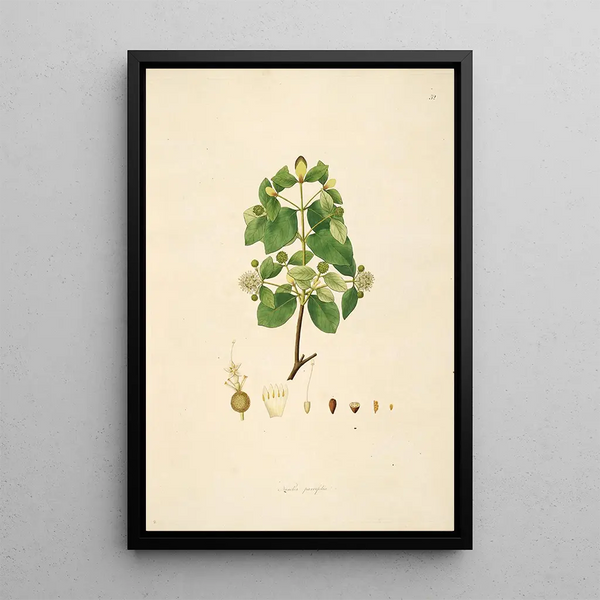 Plants of the Coromandel Coast Pl052 - William Roxburgh — framed artwork on a wall