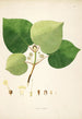 Plants of the Coromandel Coast Pl053 - William Roxburgh — artwork view