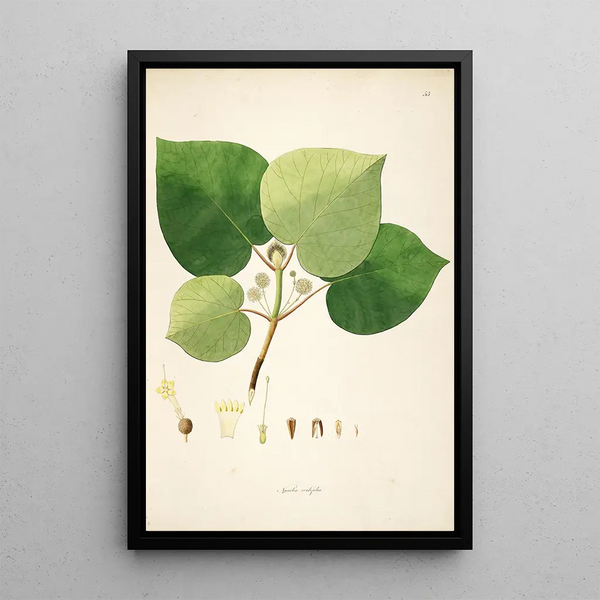 Plants of the Coromandel Coast Pl053 - William Roxburgh — framed artwork on a wall