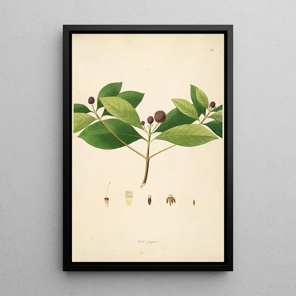 Plants of the Coromandel Coast Pl054 - William Roxburgh — framed artwork on a wall