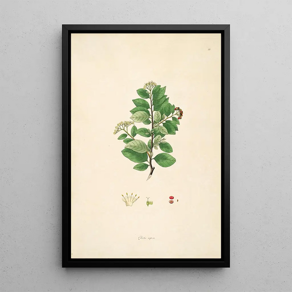 Plants of the Coromandel Coast Pl055 - William Roxburgh — framed artwork on a wall