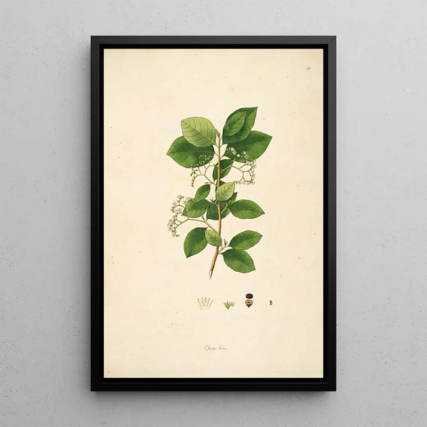 Plants of the Coromandel Coast Pl056 - William Roxburgh — framed artwork on a wall