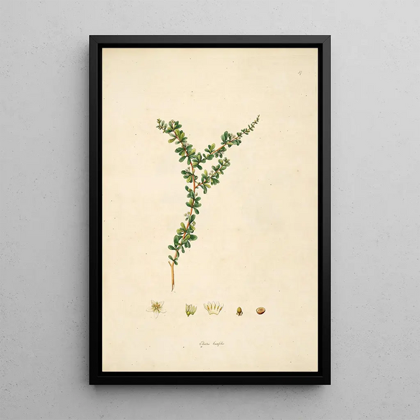 Plants of the Coromandel Coast Pl057 - William Roxburgh — framed artwork on a wall