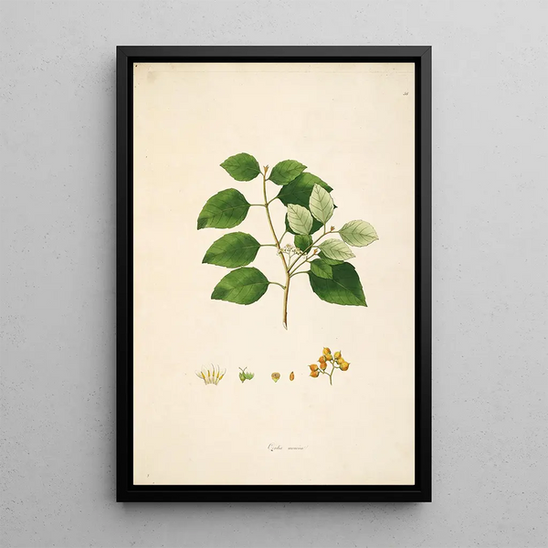 Planting of the Coromandel Coast Painting Pl058 - William Roxburgh — framed artwork on a wall