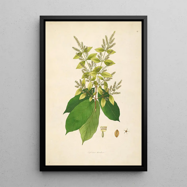 Plants of the Coromandel Coast Pl059 - William Roxburgh — framed artwork on a wall
