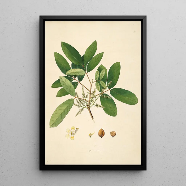 Plants of the Coromandel Coast Pl060 - William Roxburgh — framed artwork on a wall