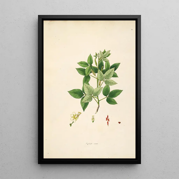 Plants of the Coromandel Coast Pl061 - William Roxburgh — framed artwork on a wall