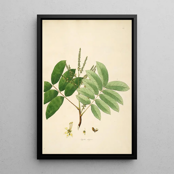 Plants of the Coromandel Coast Pl062 - William Roxburgh — framed artwork on a wall
