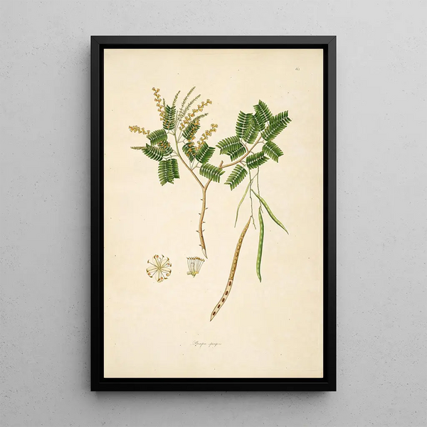 Plants of the Coromandel Coast Pl063 - William Roxburgh — framed artwork on a wall