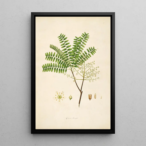Plants of the Coromandel Coast Pl064 - William Roxburgh — framed artwork on a wall