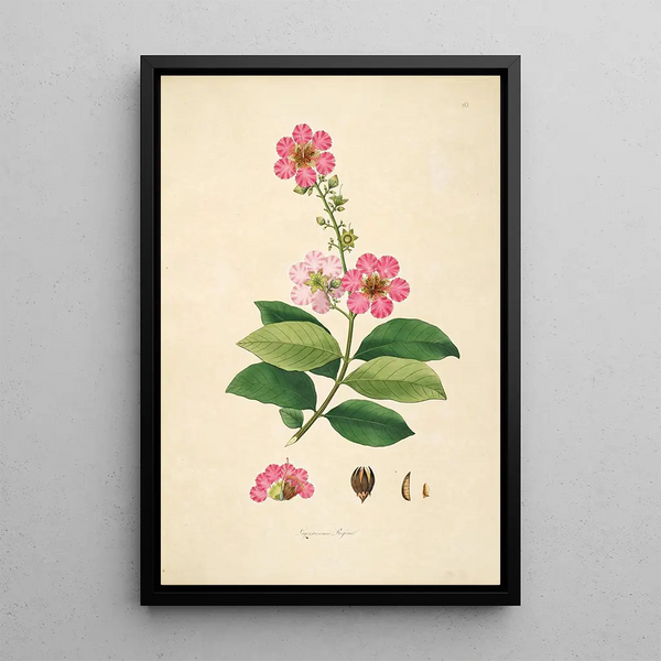 Plants of the Coromandel Coast Pl065 - William Roxburgh — framed artwork on a wall