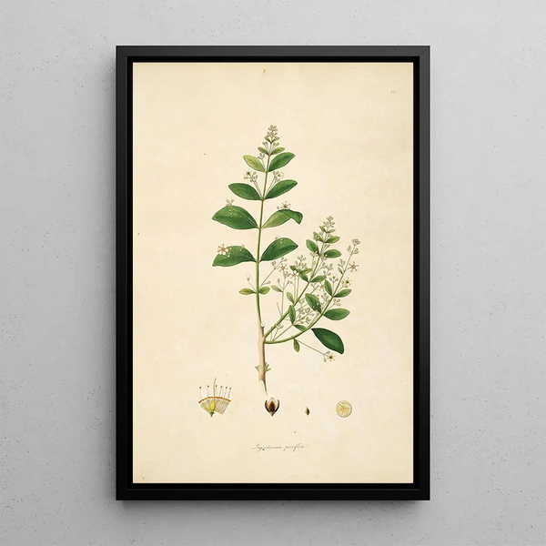 Plants of the Coromandel Coast Pl066 - William Roxburgh — framed artwork on a wall