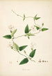 Plants of the Coromandel Coast Pl067 - William Roxburgh — artwork view