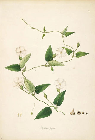 Plants of the Coromandel Coast Pl067 - William Roxburgh — artwork view