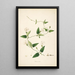 Plants of the Coromandel Coast Pl067 - William Roxburgh — framed artwork on a wall