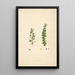 Plants of the Coromandel Coast Pl068 - William Roxburgh — framed artwork on a wall