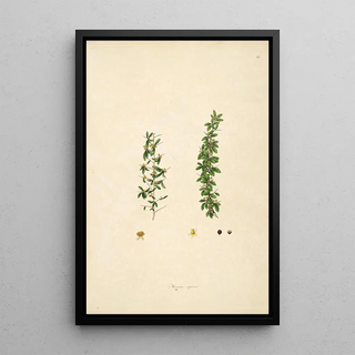 William Roxburgh - Plants of the coast of Coromandel Pl068.webp