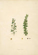Plants of the Coromandel Coast Pl068 - William Roxburgh — artwork view