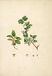 Plants of the Coromandel Coast Pl069 - William Roxburgh — artwork view