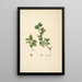 Plants of the Coromandel Coast Pl069 - William Roxburgh — framed artwork on a wall