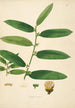 Plants of the Coromandel Coast Pl070 - William Roxburgh — artwork view