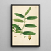 Plants of the Coromandel Coast Pl070 - William Roxburgh — framed artwork on a wall