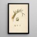 Plants of the Coromandel Coast Pl071 - William Roxburgh — framed artwork on a wall