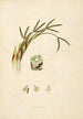 Plants of the Coromandel Coast Pl071 - William Roxburgh — artwork view