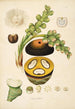 Plants of the Coromandel Coast Pl072 - William Roxburgh — artwork view