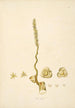 Plants of the Coromandel Coast Pl073 - William Roxburgh — artwork view