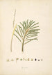 Plants of the Coromandel Coast Pl074 - William Roxburgh — artwork view