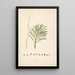 Plants of the Coromandel Coast Pl074 - William Roxburgh — framed artwork on a wall