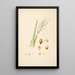 Plants of the Coromandel Coast Pl075 - William Roxburgh — framed artwork on a wall