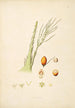 Plants of the Coromandel Coast Pl075 - William Roxburgh — artwork view