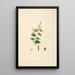 Plants of the Coromandel Coast Pl076 - William Roxburgh — framed artwork on a wall