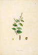 Plants of the Coromandel Coast Pl076 - William Roxburgh — artwork view