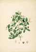 Plants of the Coromandel Coast Pl077 - William Roxburgh — artwork view