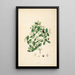 Plants of the Coromandel Coast Pl077 - William Roxburgh — framed artwork on a wall