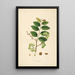 Plants of the Coromandel Coast Pl078 - William Roxburgh — framed artwork on a wall