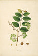 Plants of the Coromandel Coast Pl078 - William Roxburgh — artwork view