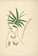 Plants of the Coromandel Coast Pl079 - William Roxburgh — artwork view