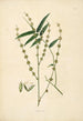 Plants of the Coromandel Coast Pl080 - William Roxburgh — artwork view