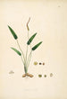 Plants of the Coromandel Coast Pl081 - William Roxburgh — artwork view