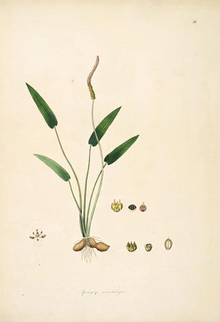 Plants of the Coromandel Coast Pl081 - William Roxburgh — artwork view