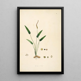 William Roxburgh - Plants of the coast of Coromandel Pl081.webp