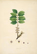 Plants of the Coromandel Coast Pl082 - William Roxburgh — artwork view