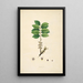 Plants of the Coromandel Coast Pl082 - William Roxburgh — framed artwork on a wall