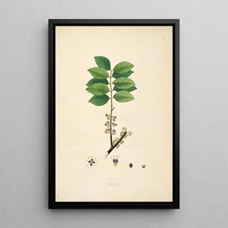 William Roxburgh - Plants of the coast of Coromandel Pl082.webp