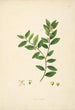 Plants of the Coromandel Coast Pl083 - William Roxburgh — artwork view