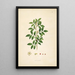 Plants of the Coromandel Coast Pl084 - William Roxburgh — framed artwork on a wall